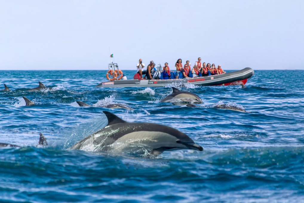 Albufeira Speed Boat Dolphin Tour